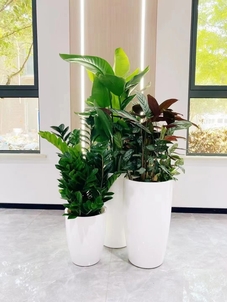 宁波江北植物租赁哪家强？这家服务堪称王炸！