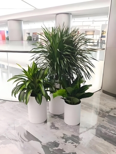 惊艳！宁波鄞州绿化养护，服务好到爆！